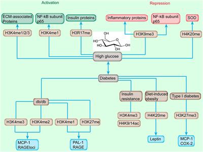 Epigenetics and Beyond: Targeting Histone Methylation to Treat Type 2 Diabetes Mellitus